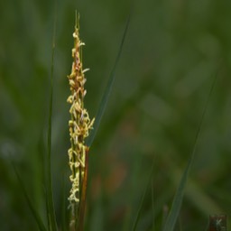 image nature flora